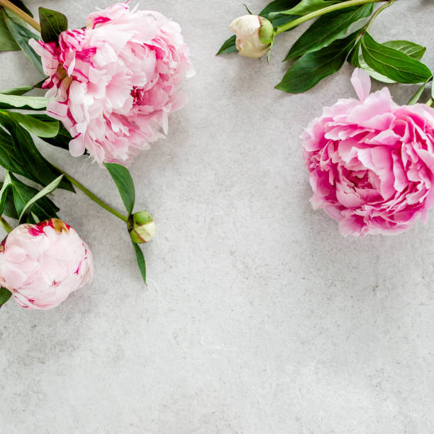 istock Beautiful pink peony flowers on gray stone table with copy space for your text. Flat style, top view 1271708939