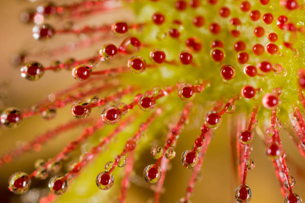 drosera rotundifolia — la terraza de ida redonda o sundew común en dubravica, croacia - sphagnum fotografías e imágenes de stock