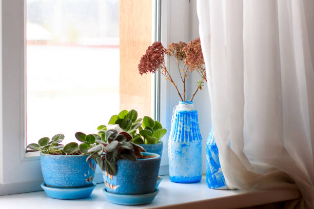istock Potted plants, violets on a windowsill. Selective focus. 1271709339