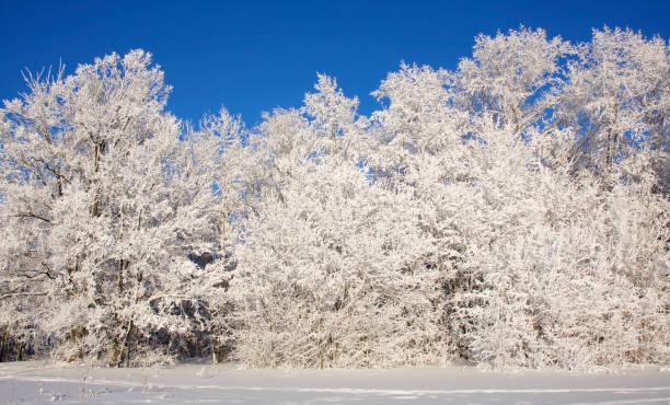 istock Fabulous snow-covered trees in clear sunny weather against a blue sky 1271710176