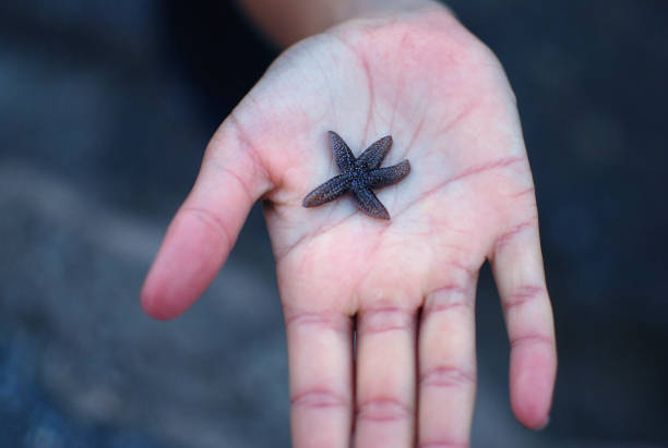 istock Starfish in palm of hand 1271710619