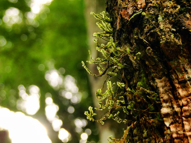 istock Moss and ferns close-up 1271711213