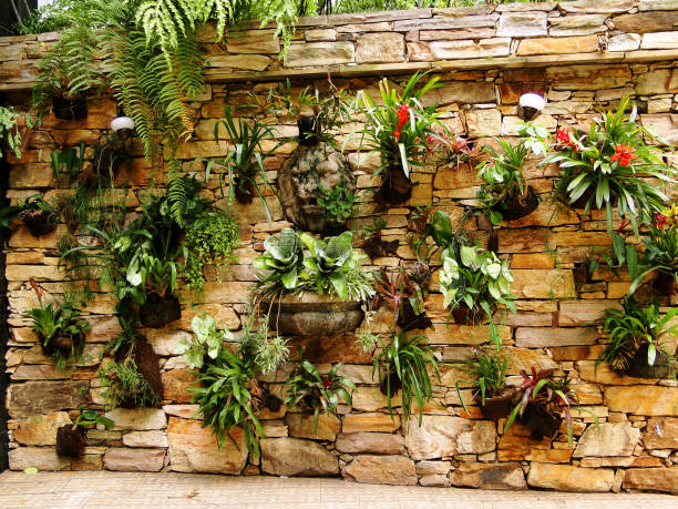 parete rocciosa vegetale - tropical rainforest rainforest tropical climate formal garden foto e immagini stock