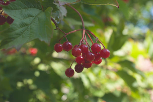 istock Autumn twig of viburnum berries. 1271711802