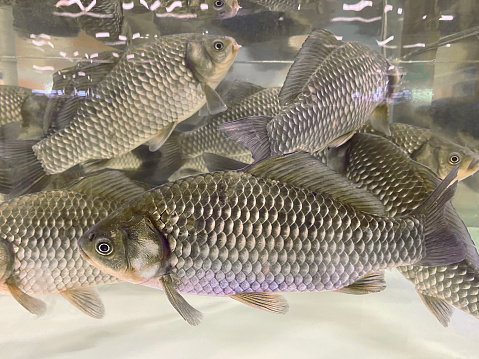 Crucian carp sold in supermarket Aquarium