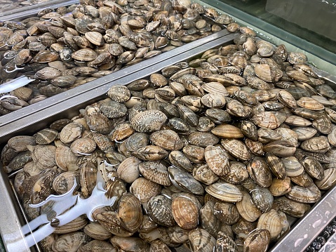 Manila clams kept in water at fish market