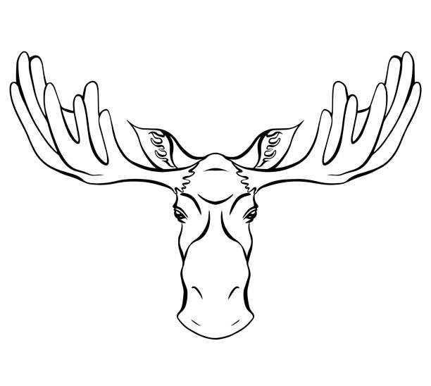 ilustraciones, imágenes clip art, dibujos animados e iconos de stock de ilustración de contorno de una cabeza de alce con vista frontal de cornamentas. mamífero salvaje. silueta de contorno vectorial - moose head