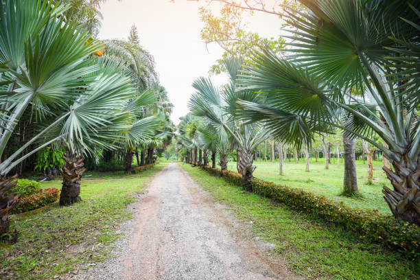 jardín de palmeras con camino rural en el verano tropical - camino y palma decorar jardín y hoja verde - elche españa fotografías e imágenes de stock
