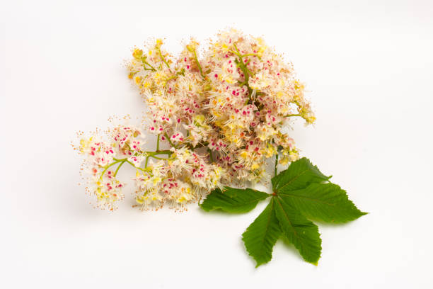 istock Horse-chestnut (Aesculus hippocastanum, Conker tree) flowers and leaf on  white background 1271714307