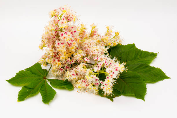 istock Horse-chestnut (Aesculus hippocastanum, Conker tree) flowers and leaf on  white background 1271714323