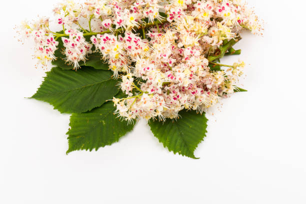 istock Horse-chestnut (Aesculus hippocastanum, Conker tree) flowers and leaf on  white background 1271714331