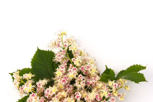 istock Horse-chestnut (Aesculus hippocastanum, Conker tree) flowers and leaf on  white background 1271714340