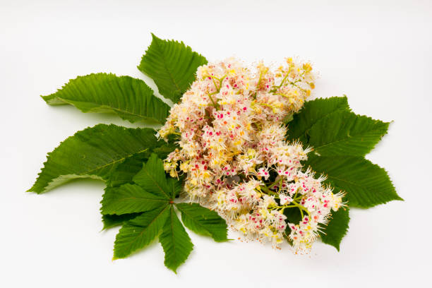 istock Horse-chestnut (Aesculus hippocastanum, Conker tree) flowers and leaf on  white background 1271714341