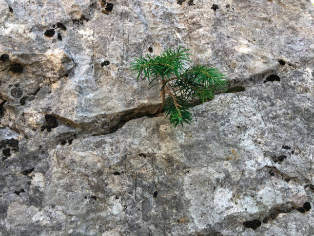 istock tiny pine sapling growing in the stone and an exemplary life photo 1271714496