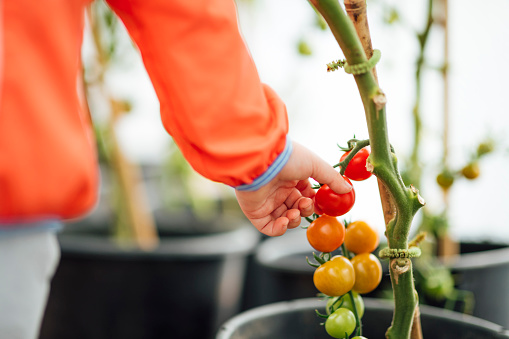 A close up shot of a unrecognisable young toddler boy wearing casual clothing. He is picking tomatoes from a tomato plant in a greenhouse.