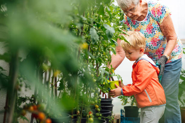 watch me water the tomatoes - great grandmother imagens e fotografias de stock