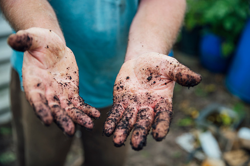 A close up shot of an unrecognisable mature man wearing casual clothing. He is in a community garden and is holding out his muddy hands.