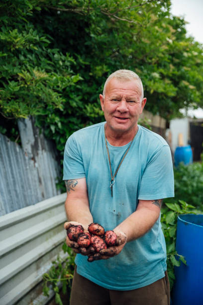 붉은 감자의 신선한 수확 - red potato raw potato field human hand 뉴스 사진 이미지