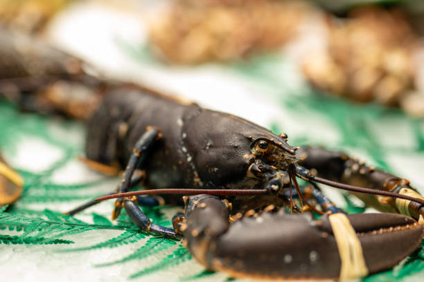 istock Fresh Lobster Seafood on Fish Market 1271714888