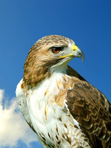 Red-Tailed-Buzzard Latin name Buteo jamaicensis breeds throughout most of North America