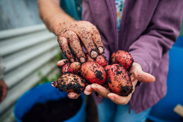 récolte des pommes de terre - red potato raw potato field human hand photos et images de collection