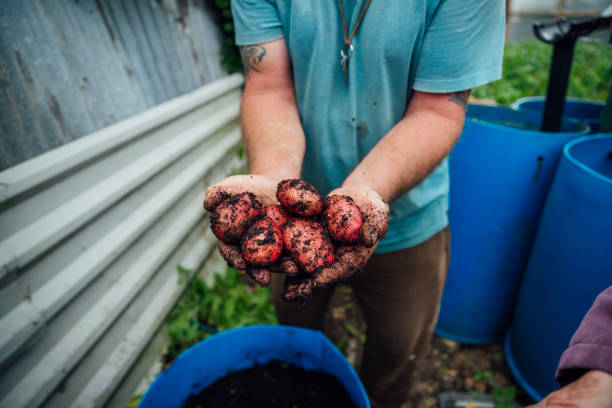 récolte de pommes de terre rouges - red potato raw potato field human hand photos et images de collection