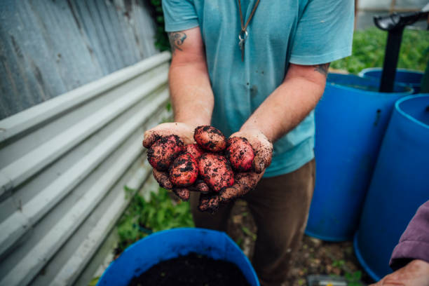 붉은 감자 수확 - red potato raw potato field human hand 뉴스 사진 이미지