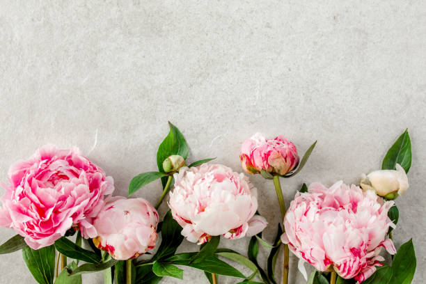 istock Beautiful pink peony flowers on gray stone table with copy space for your text. Flat style, top view 1271716009