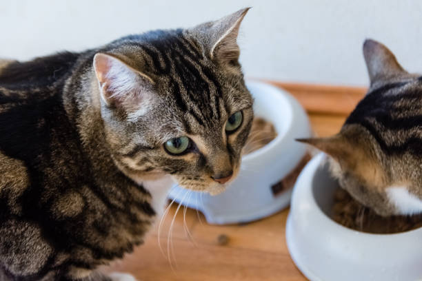 istock Cute american shorthair cat 1271720531