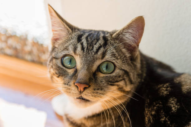 istock Cute american shorthair cat 1271720596