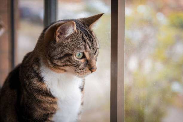 istock Cute american shorthair cat 1271720710