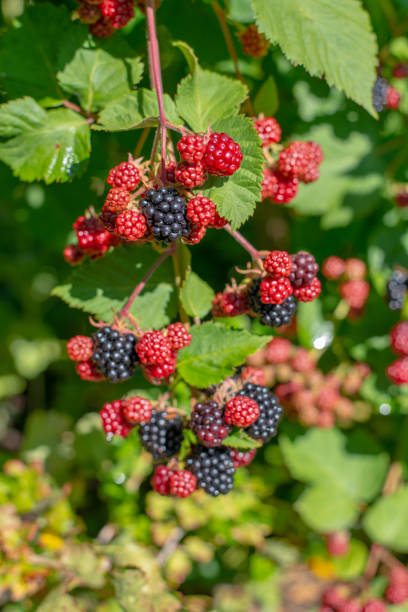 istock Close-up image of blackberry bush with berries 1271720721