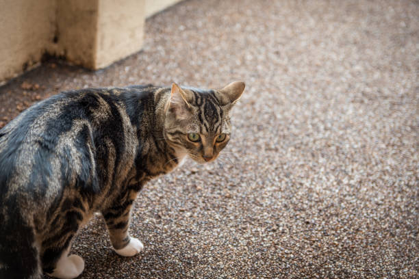 istock Cute american shorthair cat 1271720730