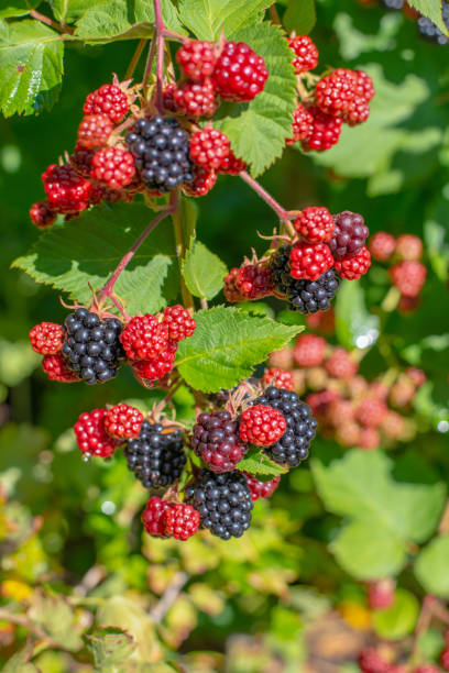 istock Close-up image of blackberry bush with berries 1271720885