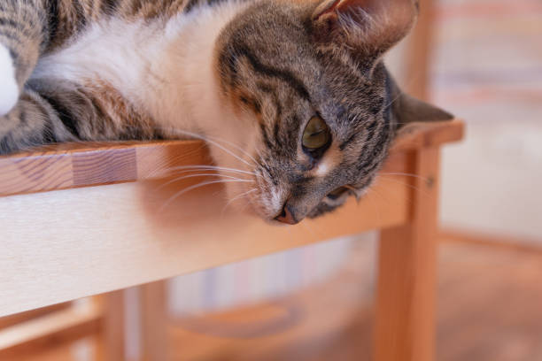 istock Cute american shorthair cat 1271720967