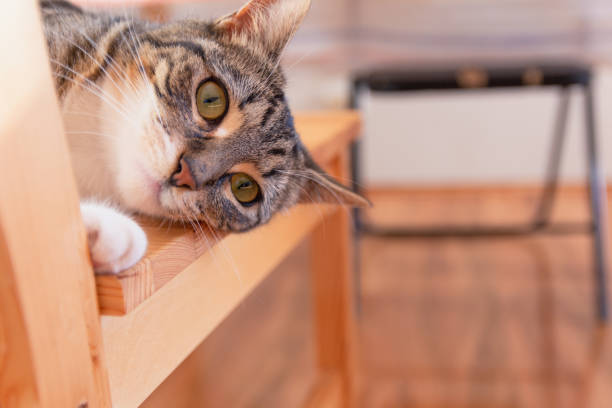 istock Cute american shorthair cat 1271721084