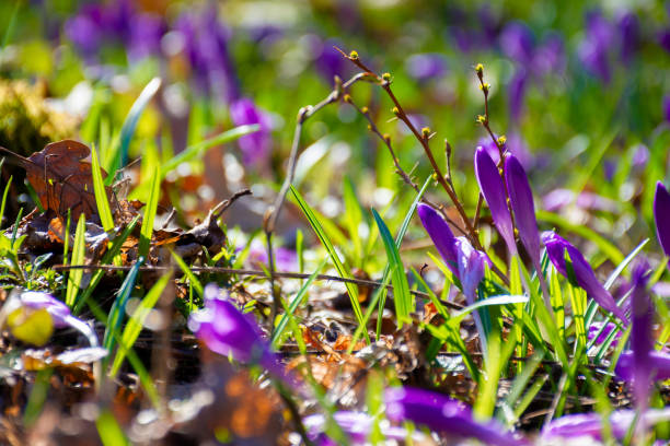 istock purple crocus flowers on the forest glade 1271722244
