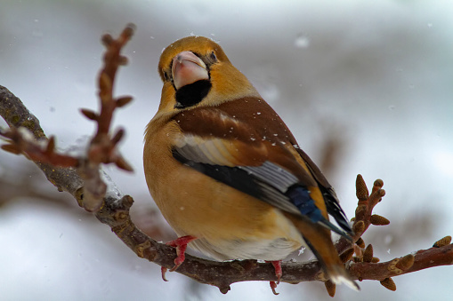 Hawfinch (Coccothraustes coccothraustes) in winter