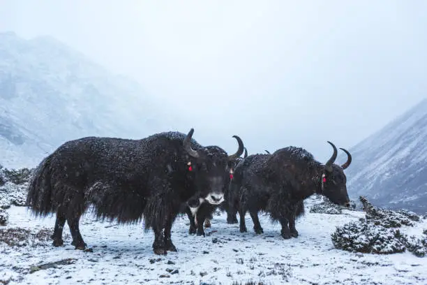 Black yaks graze in a snowy valley in the Himalayan mountains of Nepal, Sagarmatha National Park
