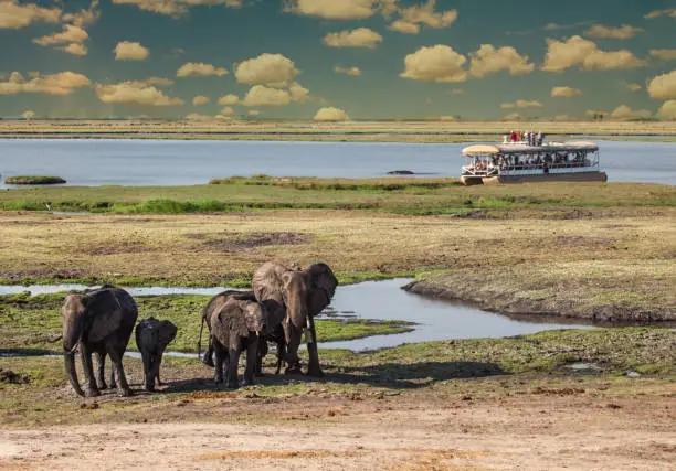 North Botswana, Chobe, herd of elephants walking in the bush near the water with a boat of tourists