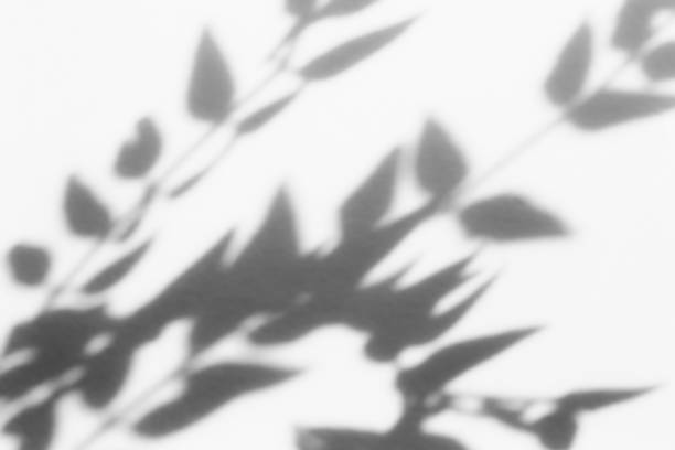 istock Shadow overlay effect for photo. Shadows from tree leaves palm and tropical branches on a white wall in sunlight. 1271724317