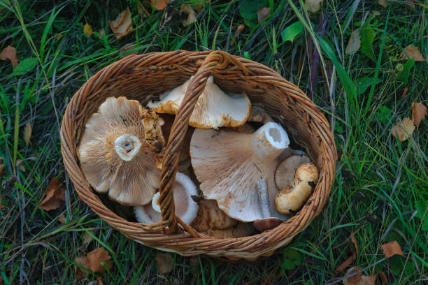 istock Wicker basket with freshly picked forest mushrooms on the grass close-up. 1271727015
