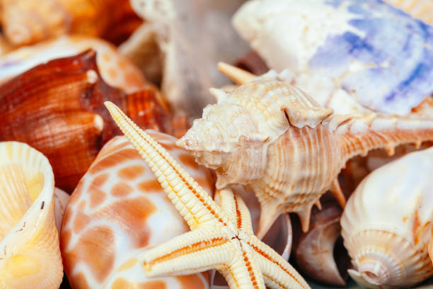 istock Sea shells. nature background. close up. creative photo. 1271734024