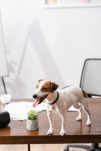 istock Selective focus of jack russell terrier sticking out tongue while standing on office table 1271734199