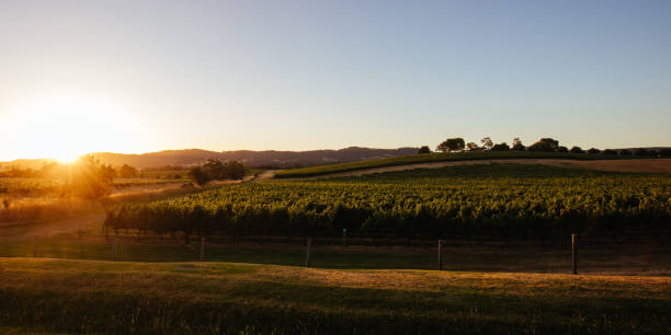 istock Yarra Valley Vineyard in Australia 1271734943