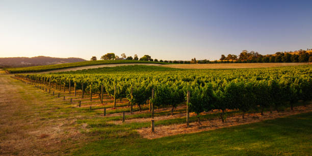 Yarra Valley Vineyard in Australia stock photo