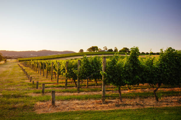 istock Yarra Valley Vineyard in Australia 1271734956