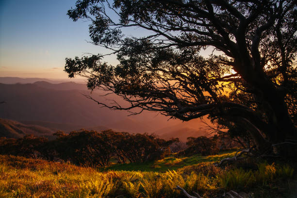 istock Mt Buller Sunset View Australia 1271735024