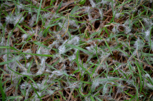 雪の金型の名の下に、冬と春に発生する芝生の2つの病気があります。過剰な有機物、凍結されていない植生の雪、長期的な積雪、長期的な湿気の多い天候 - unfrozen ストックフォトと画像