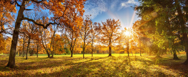 istock Trees in the park in autumn on sunny day 1271735048